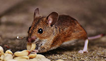 24 Hour & Emergency Exterminators in Fort Gay, WV